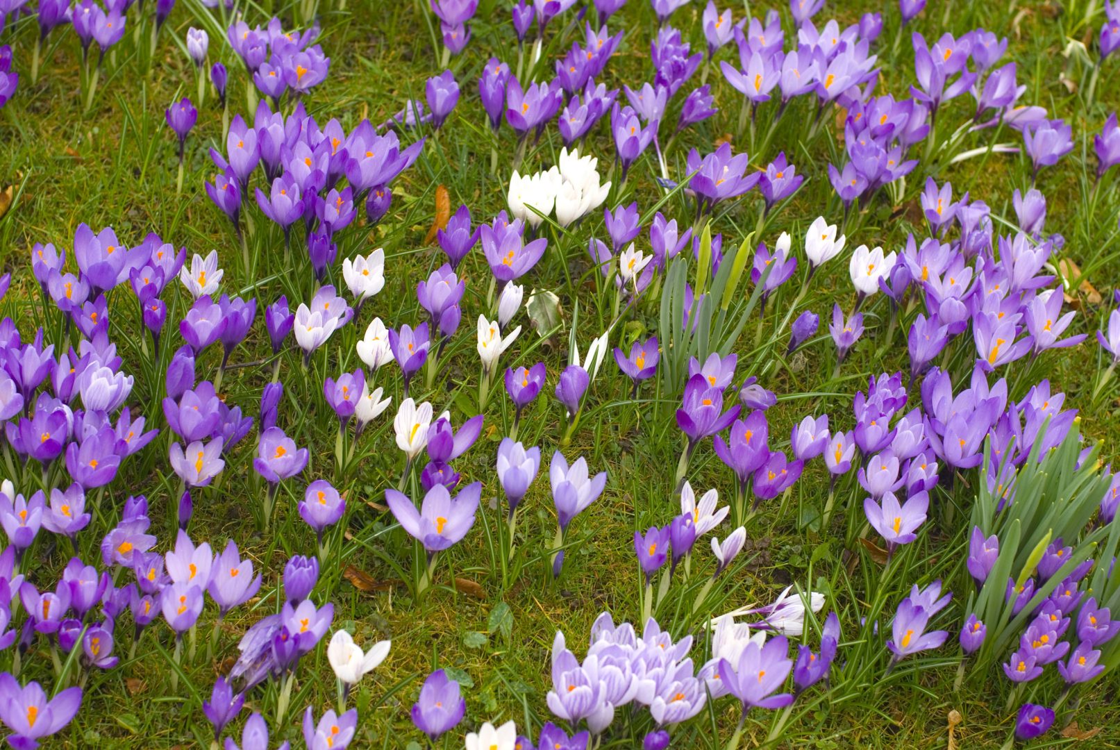 Crocus Flowers In Spring Crocus Obedience & Kennel Club